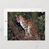Margay (Felis wiedi) in boom Briefkaart (Voorkant / Achterkant)