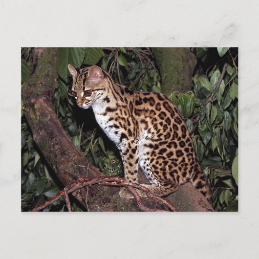 Margay (Felis wiedi) in boom Briefkaart (Voorkant)