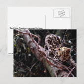 Margay (Felis wiedi) in boom Briefkaart (Voorkant / Achterkant)