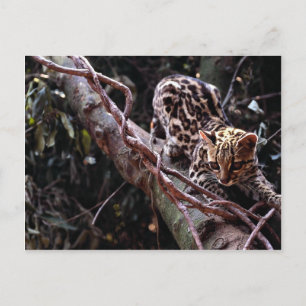 Margay (Felis wiedi) in boom Briefkaart