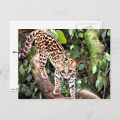 Margay (Felis wiedi) in boom Briefkaart (Voorkant / Achterkant)