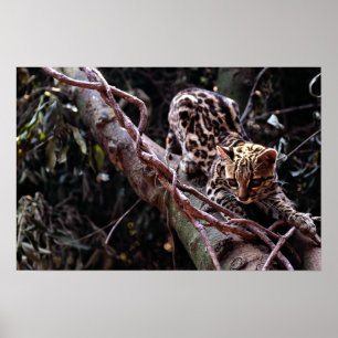 Margay (Felis wiedi) in boom Poster