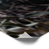 Margay (Felis wiedi) in boom Poster (Hoek)