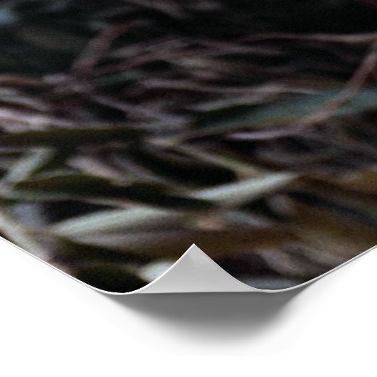 Margay (Felis wiedi) in boom Poster (Hoek)