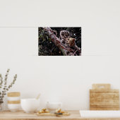 Margay (Felis wiedi) in boom Poster (Keuken)