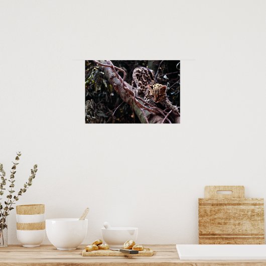 Margay (Felis wiedi) in boom Poster (Keuken)