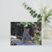 Margay (Felis wiedi) kitten in boom Briefkaart (Staand voorkant)