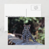Margay (Felis wiedi) kitten in boom Briefkaart (Voorkant / Achterkant)