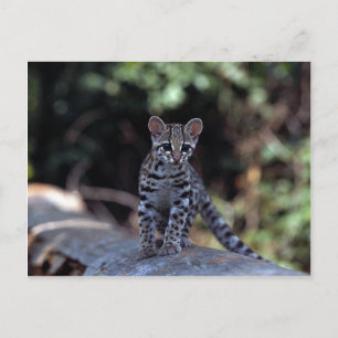 Margay (Felis wiedi) kitten in boom Briefkaart