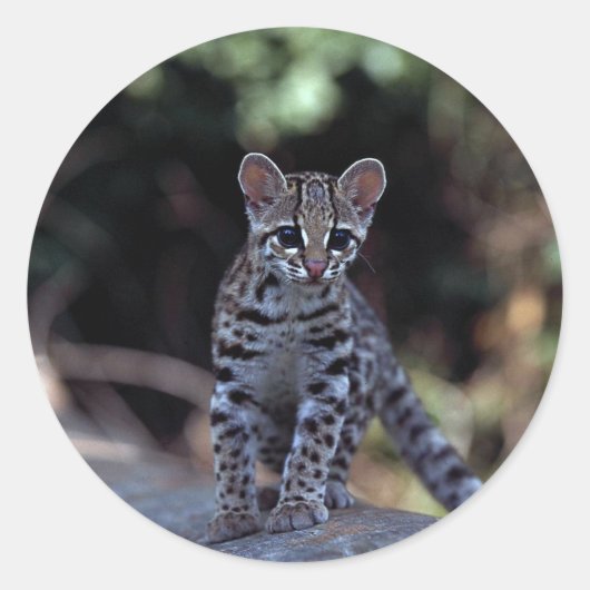 Margay (Felis wiedi) kitten in boom Ronde Sticker (Voorkant)