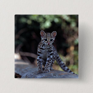 Margay (Felis wiedi) kitten in boom Vierkante Button 5,1 Cm
