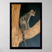 Margay (Leopardus weidii) Poster (Voorkant)