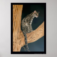Margay (Leopardus weidii)