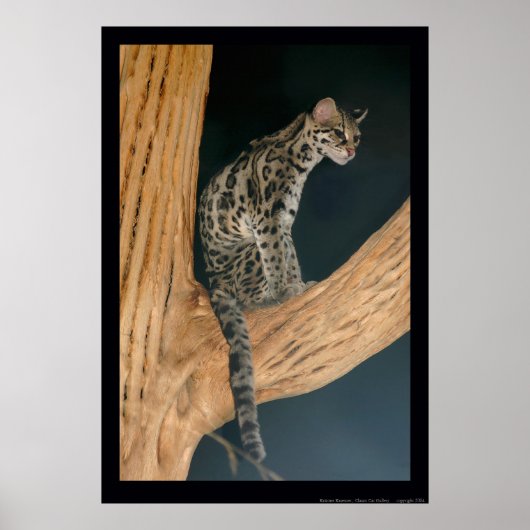 Margay (Leopardus weidii) Poster (Voorkant)