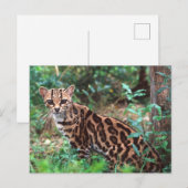 Margay, Leopardus wiedi, Inheems in Mexico Briefkaart (Voorkant / Achterkant)