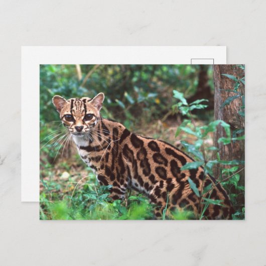 Margay, Leopardus wiedi, Inheems in Mexico Briefkaart (Voorkant / Achterkant)
