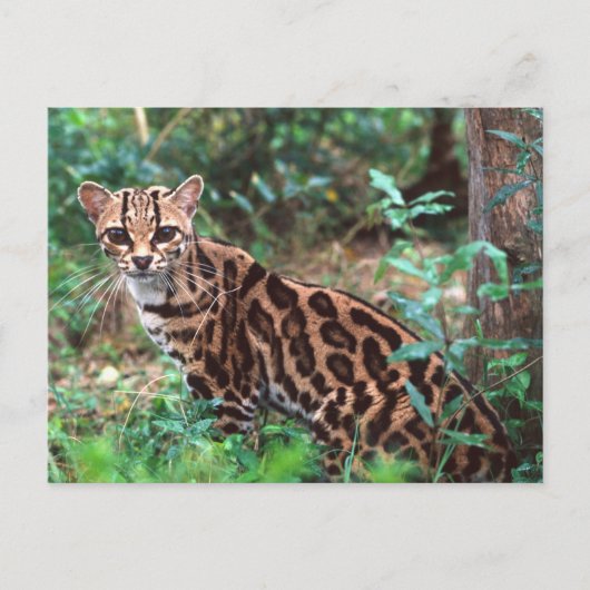 Margay, Leopardus wiedi, Inheems in Mexico Briefkaart (Voorkant)