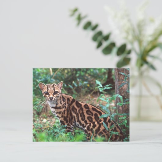 Margay, Leopardus wiedi, Inheems in Mexico Briefkaart (Staand voorkant)