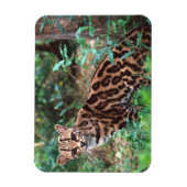 Margay, Leopardus wiedi, Inheems in Mexico Magneet (Verticaal)