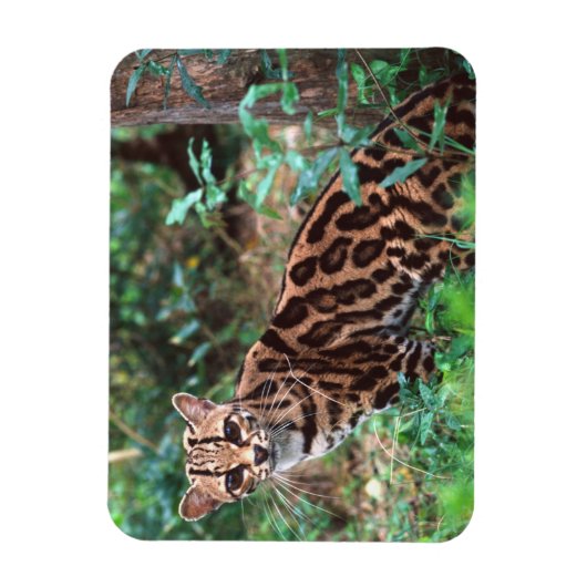 Margay, Leopardus wiedi, Inheems in Mexico Magneet (Verticaal)