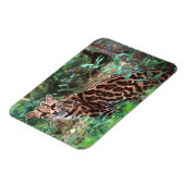 Margay, Leopardus wiedi, Inheems in Mexico Magneet (Linkerzijde)