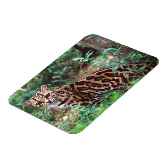 Margay, Leopardus wiedi, Inheems in Mexico Magneet (Linkerzijde)
