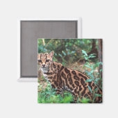 Margay, Leopardus wiedi, Inheems in Mexico Magneet (Voorkant / Achterkant)