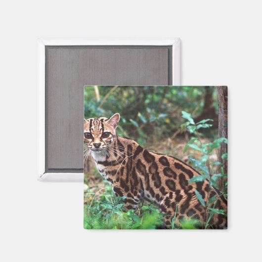 Margay, Leopardus wiedi, Inheems in Mexico Magneet (Voorkant / Achterkant)