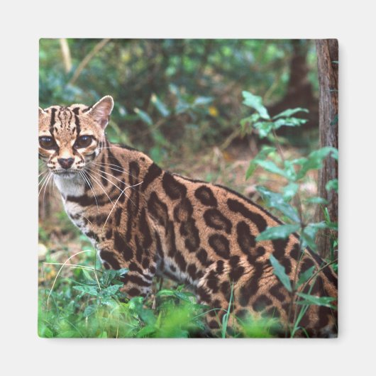 Margay, Leopardus wiedi, Inheems in Mexico Magneet (Voorkant)