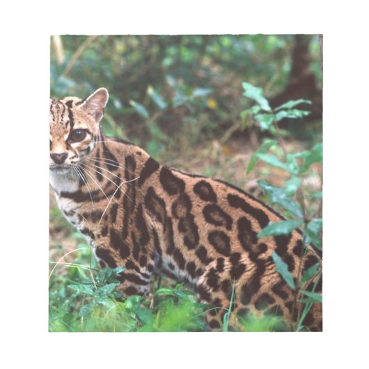Margay, Leopardus wiedi, Inheems in Mexico Notitieblok (Voorkant)