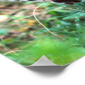 Margay, Leopardus wiedi, Inheems in Mexico Poster (Hoek)