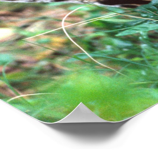 Margay, Leopardus wiedi, Inheems in Mexico Poster (Hoek)