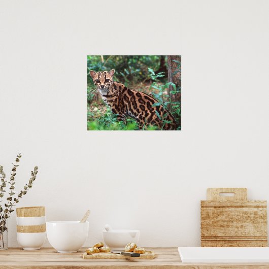 Margay, Leopardus wiedi, Inheems in Mexico Poster (Keuken)