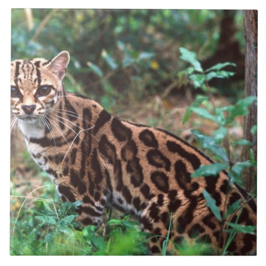 Margay, Leopardus wiedi, Inheems in Mexico Tegeltje (Voorkant)