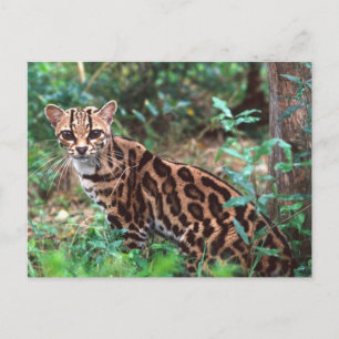 Margay, Leopardus wiedi, Inheems in Mexico tot in Briefkaart