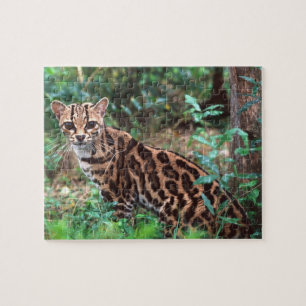 Margay, Leopardus wiedi, Inheems in Mexico tot in Legpuzzel