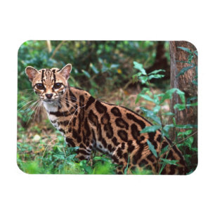 Margay, Leopardus wiedi, Inheems in Mexico tot in Magneet