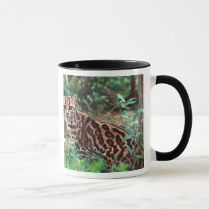 Margay, Leopardus wiedi, Inheems in Mexico tot in Mok