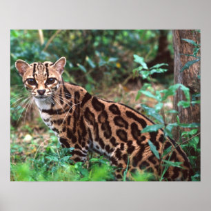 Margay, Leopardus wiedi, Inheems in Mexico tot in Poster