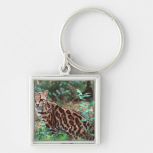 Margay, Leopardus wiedi, Inheems in Mexico tot in Sleutelhanger