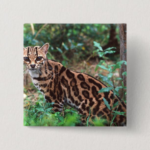 Margay, Leopardus wiedi, Inheems in Mexico tot in Vierkante Button 5,1 Cm