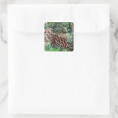 Margay, Leopardus wiedi, Inheems in Mexico Vierkante Sticker (Tas)
