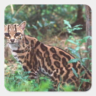Margay, Leopardus wiedi, Inheems in Mexico Vierkante Sticker