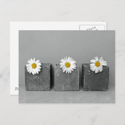 Margeriten Briefkaart (Voorkant / Achterkant)