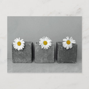 Margeriten Briefkaart