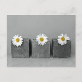 Margeriten Briefkaart (Voorkant)