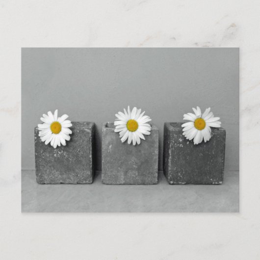 Margeriten Briefkaart (Voorkant)