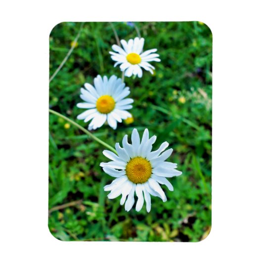 margriet magneet (Verticaal)