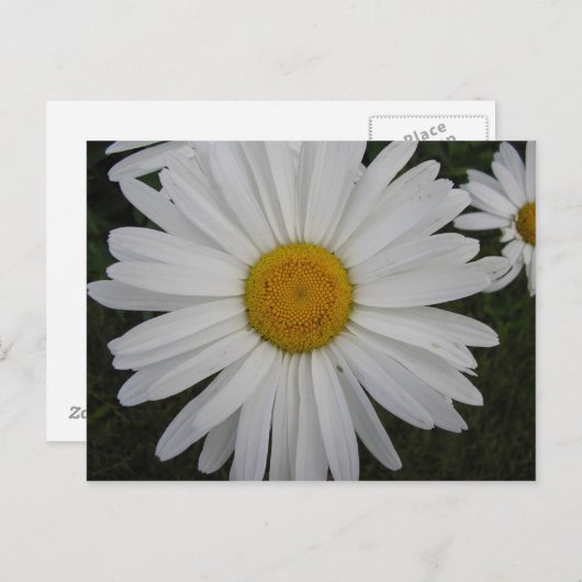 Marguerite Briefkaart (Voorkant / Achterkant)