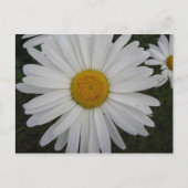 Marguerite Briefkaart (Voorkant)